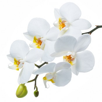 Стол обеденный Танго белый/Орхидея в Ленске - lensk.mebel54.com | фото